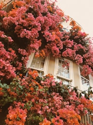 red leaf tree near white wooden framed glass window