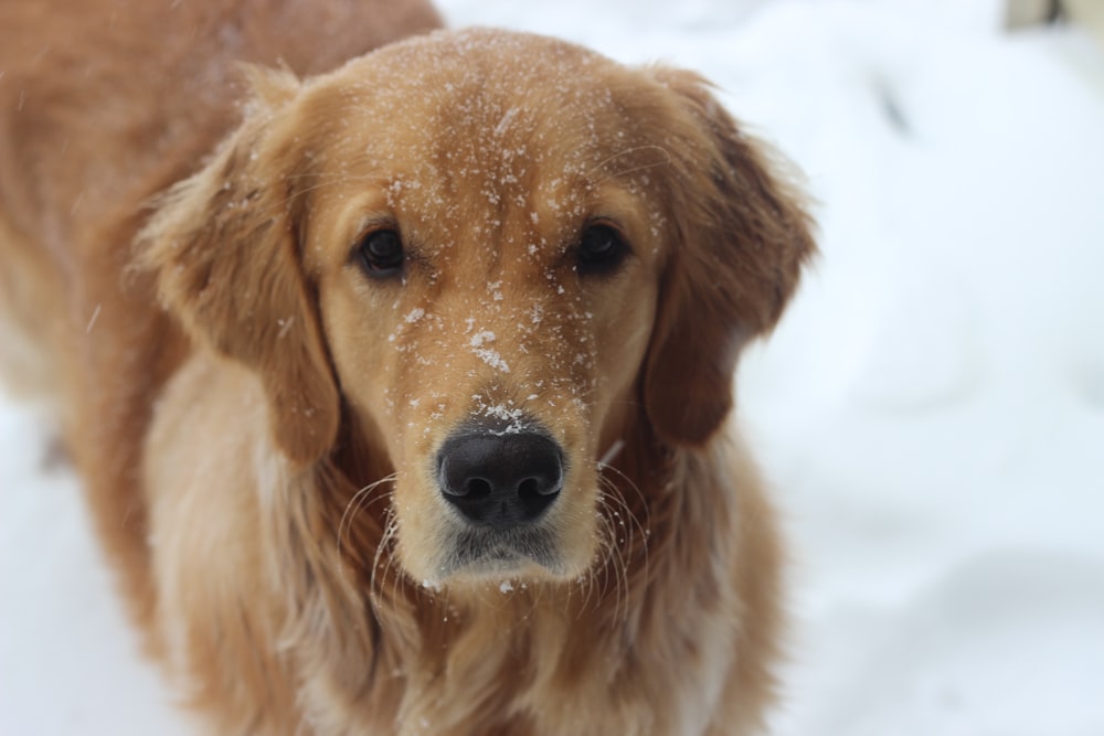 golden retriever no chão coberto de neve durante o dia