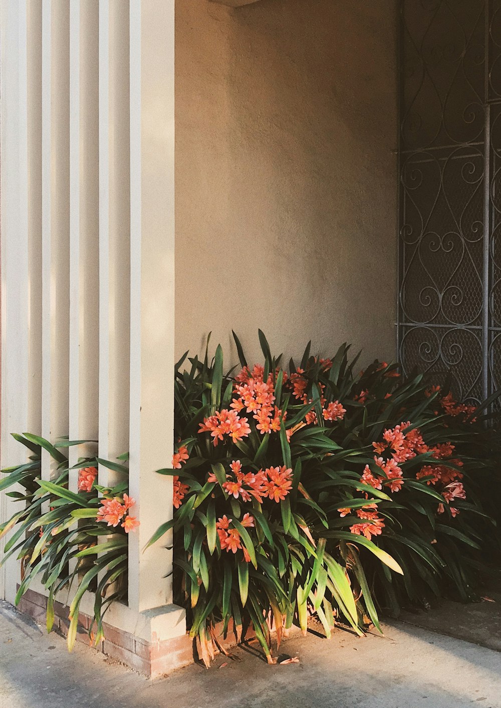 red flowers with green leaves