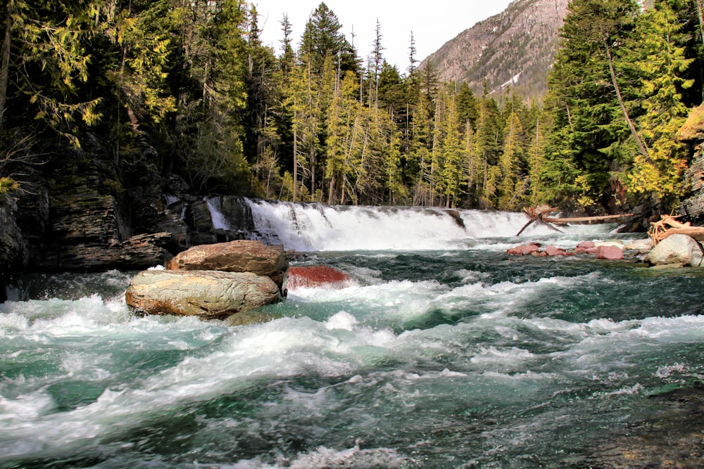 green pine trees beside river during daytime