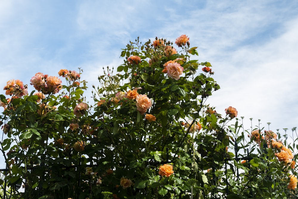 orange flowers with green leaves under blue sky during daytime