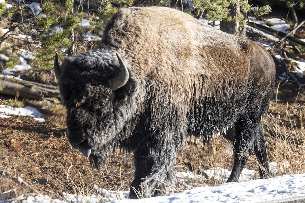 brown bison on brown grass field during daytime