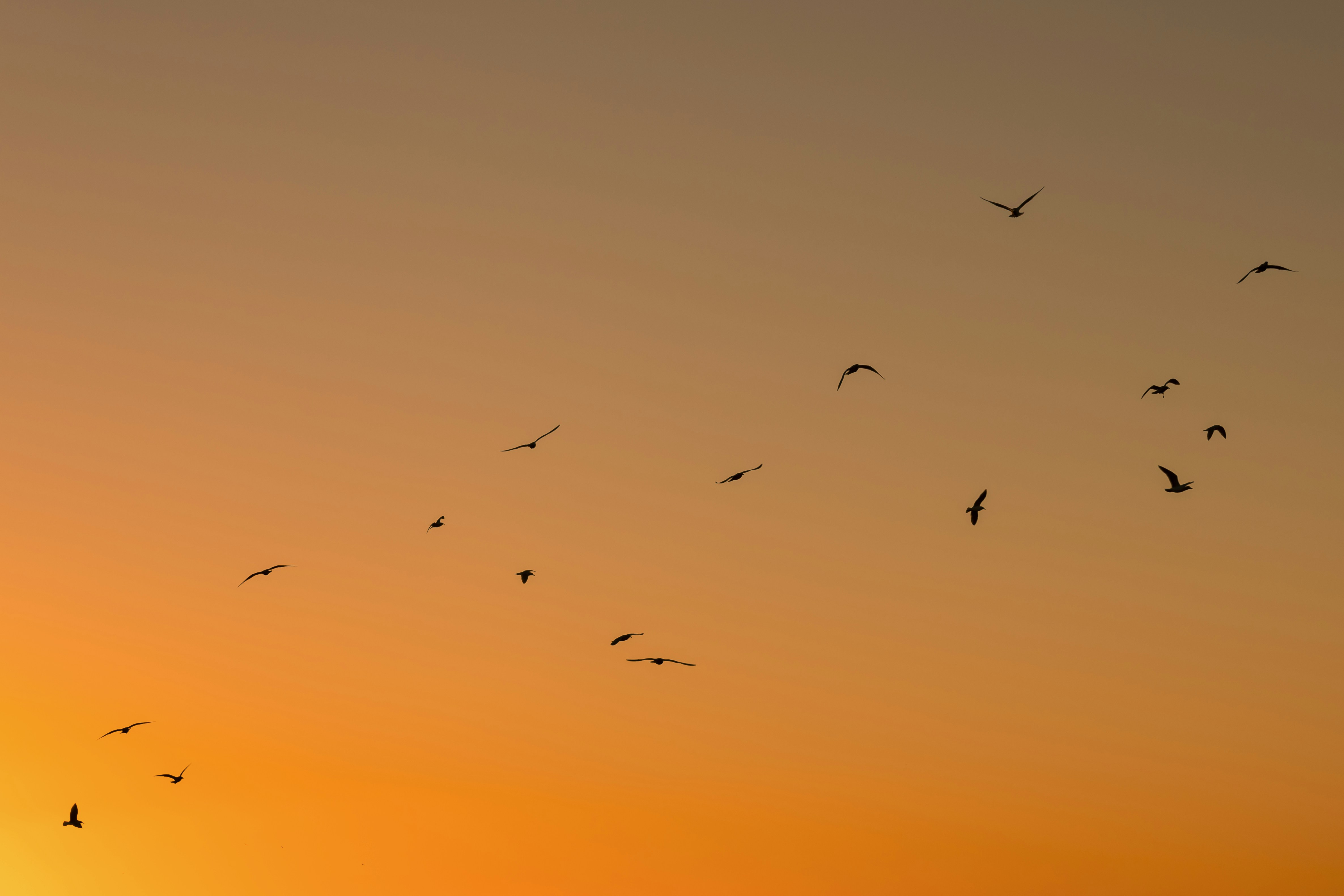 Photo by josi_ribeiro