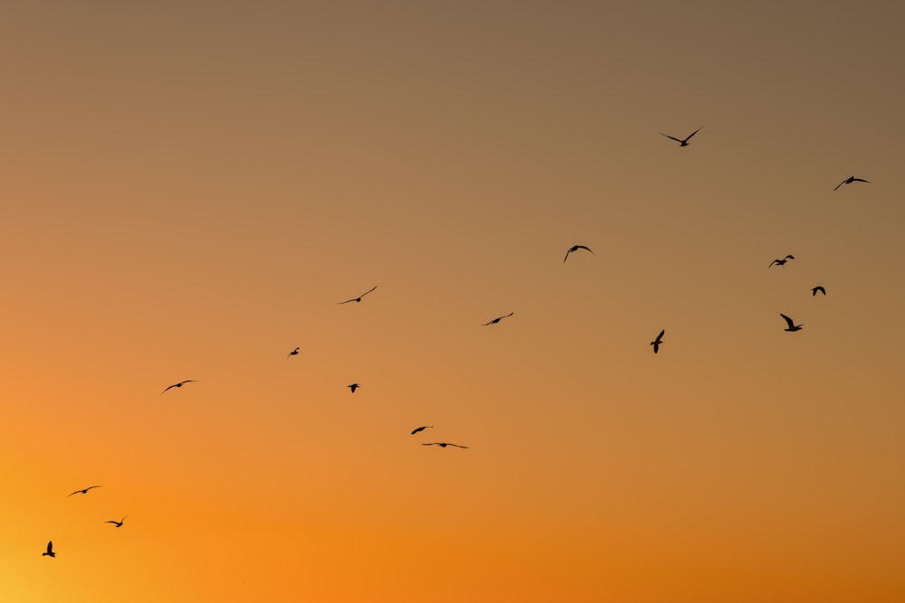 silhouette of birds flying during sunset