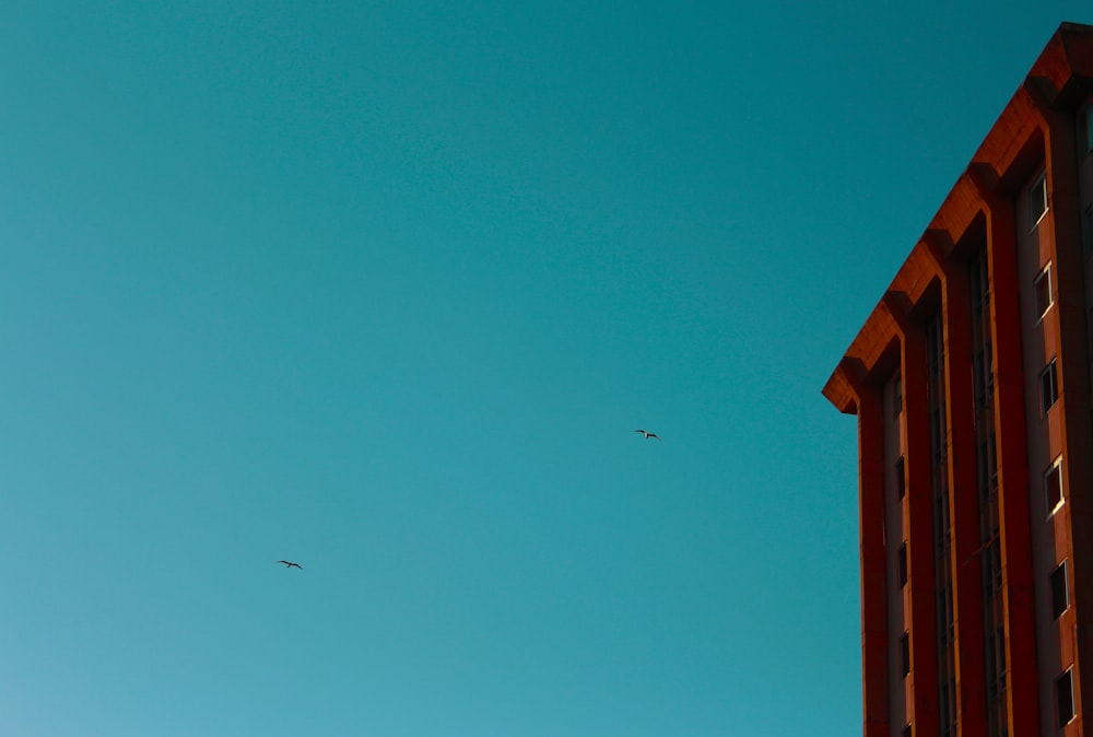 birds flying over the roof during daytime