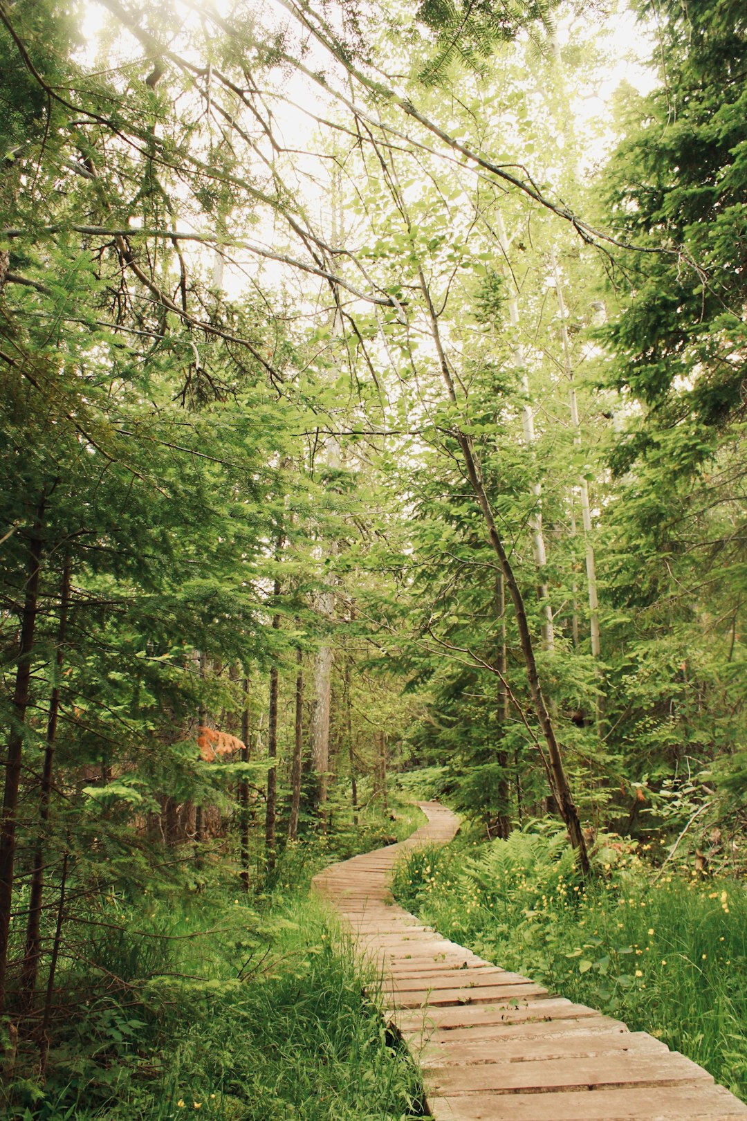 green trees and brown pathway