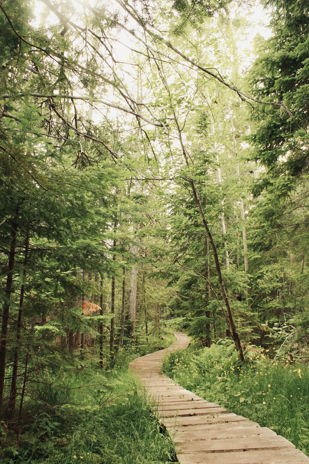 Arbres verts et sentier brun