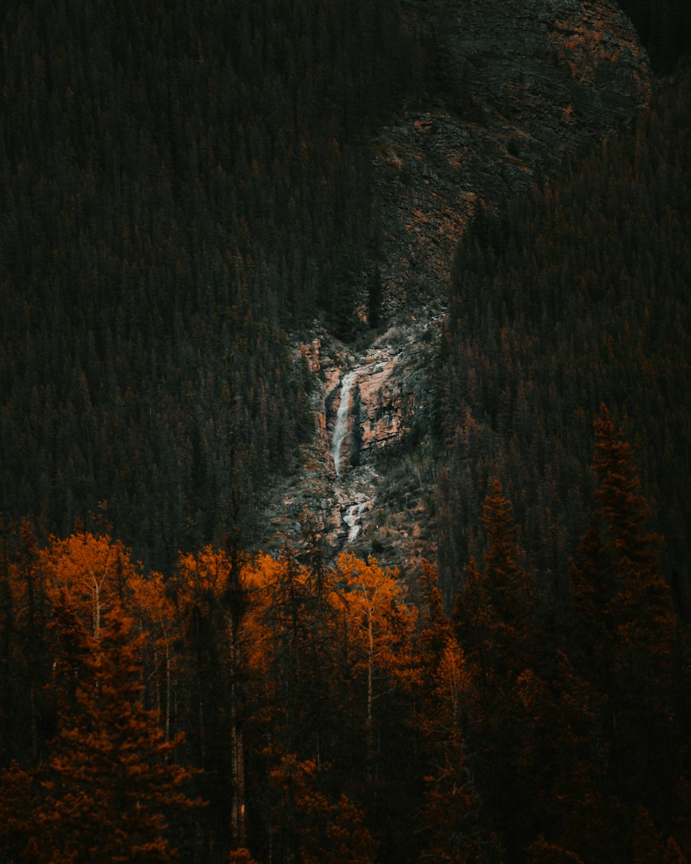 árvores marrons na frente da montanha cinzenta