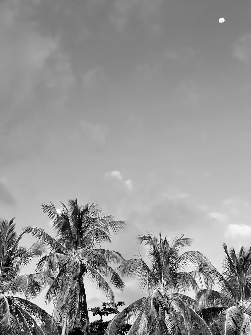 grayscale photo of palm trees