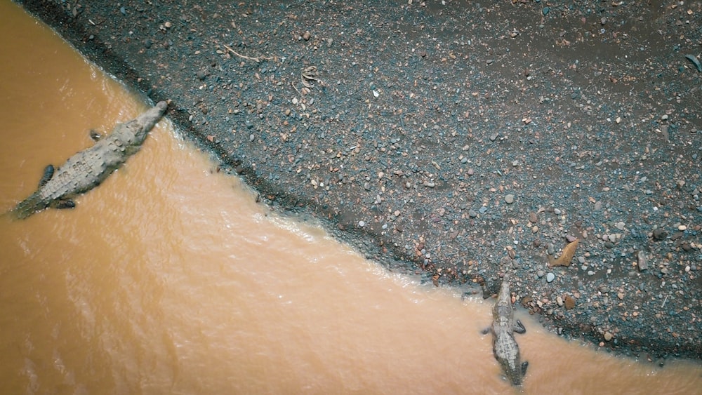 black sand on body of water