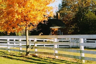 brown and white wooden house near green trees during daytime