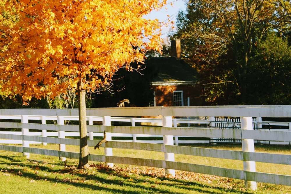 brown and white wooden house near green trees during daytime