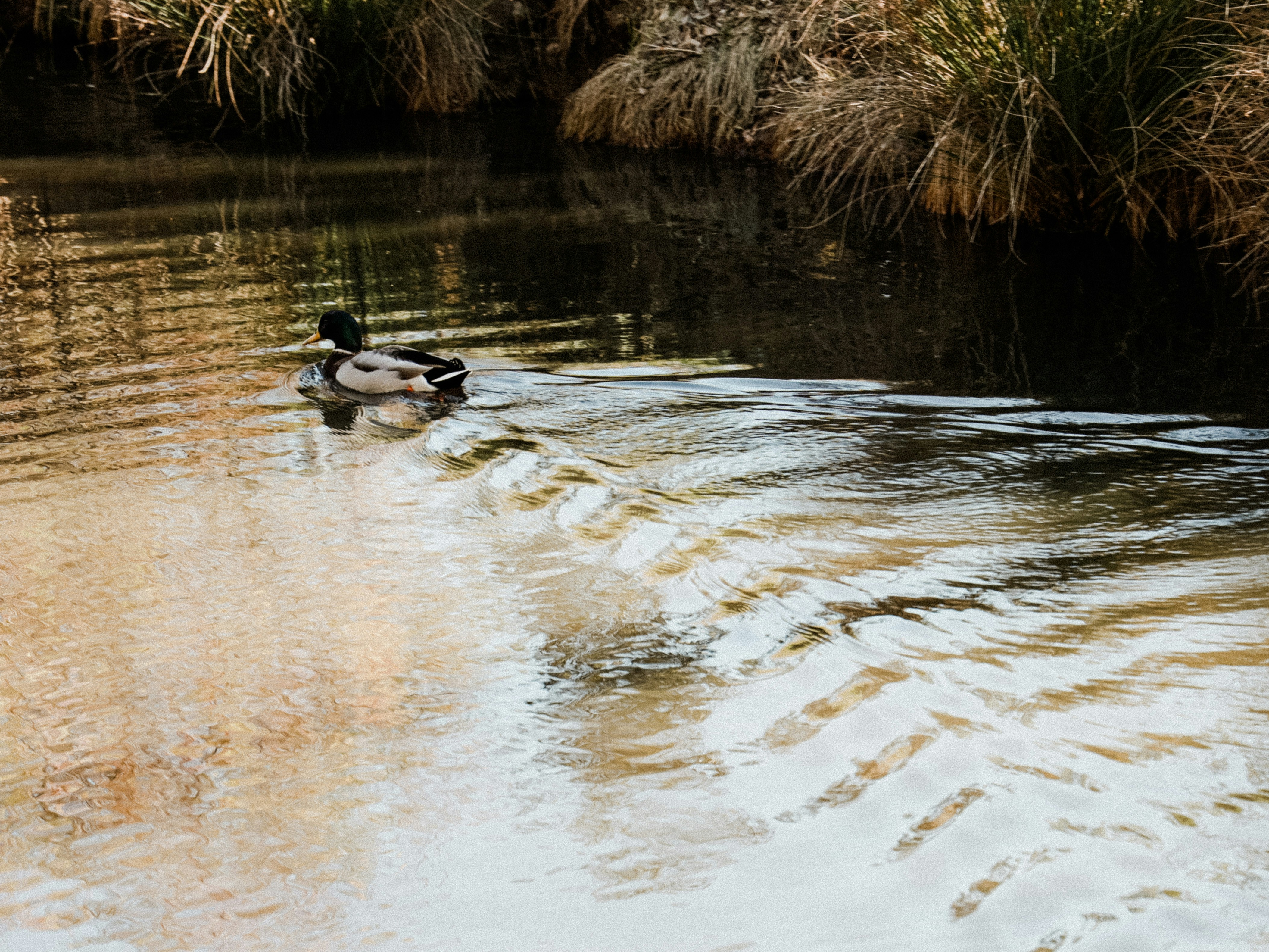 2 Stockenten tagsüber auf dem Wasser
