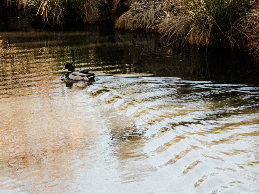 2 ánades reales en el agua durante el día