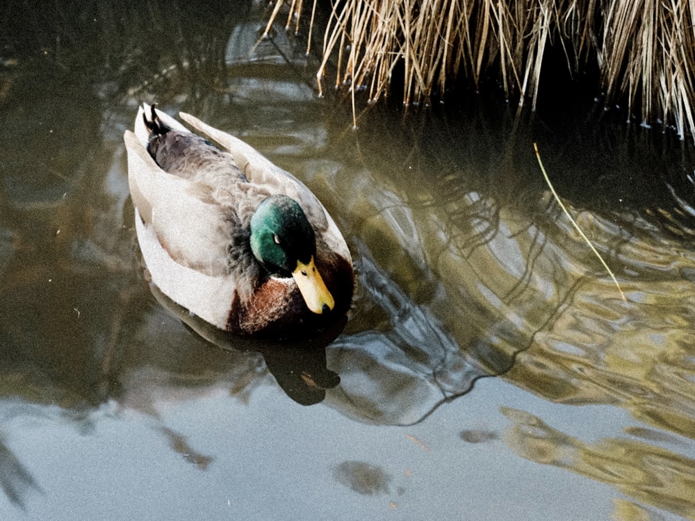 white and green duck on water