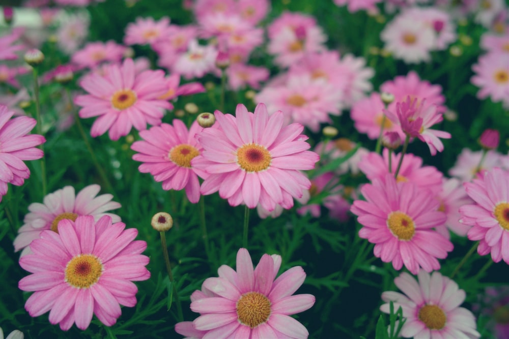 pink and white flowers during daytime