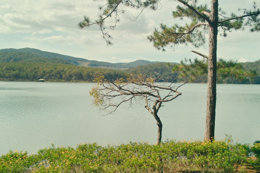 green trees near lake under cloudy sky during daytime