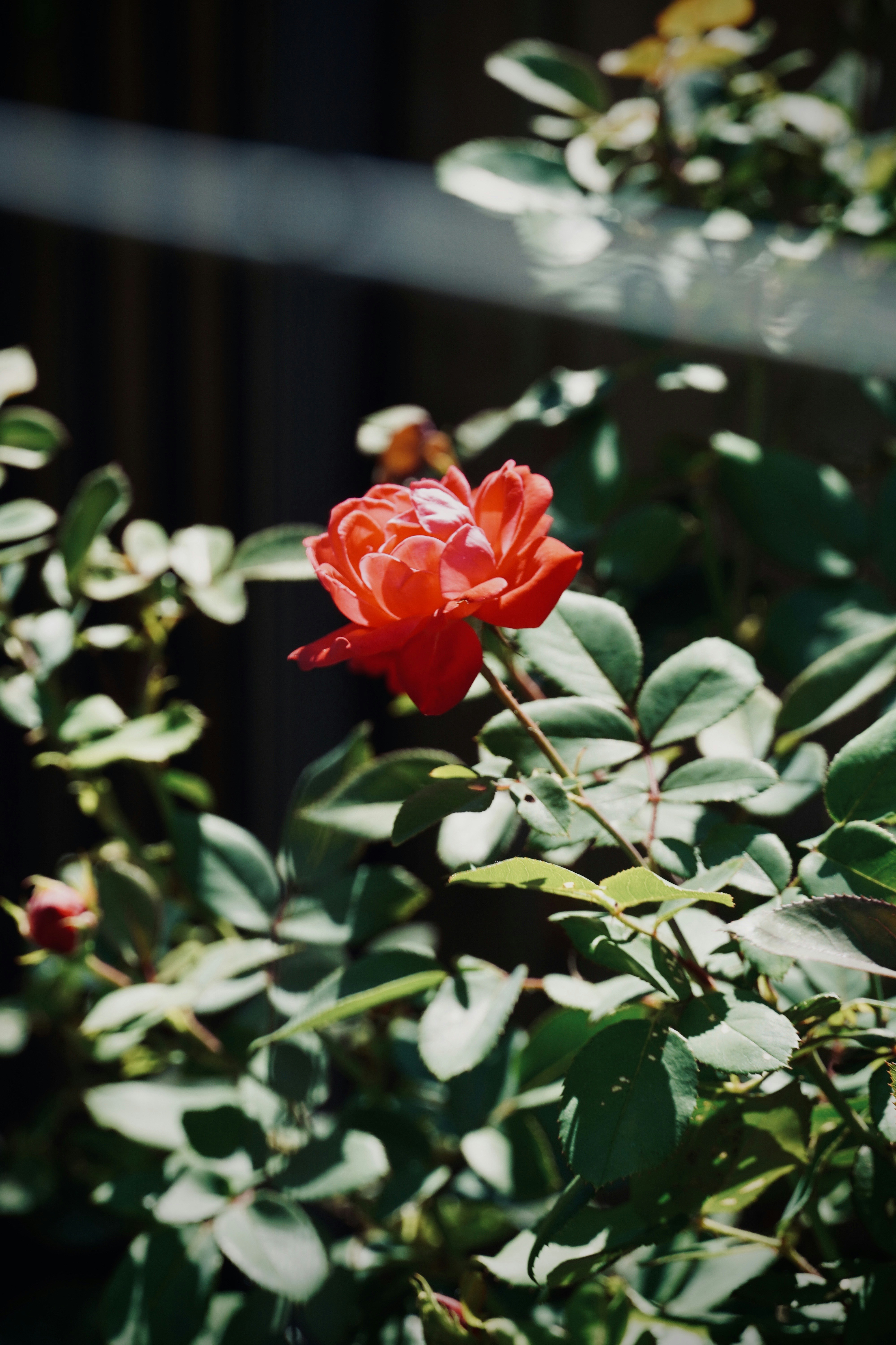 Rosa Vermelha Clássica