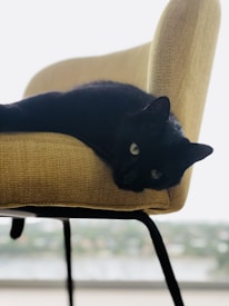 A black cat is lounging comfortably on a mustard-colored chair. The cat's body is stretched out and it gazes directly at the viewer with wide eyes. The chair has a modern, minimalist design with metal legs. The background is softly blurred, suggesting an outdoor scene or a view through a window.