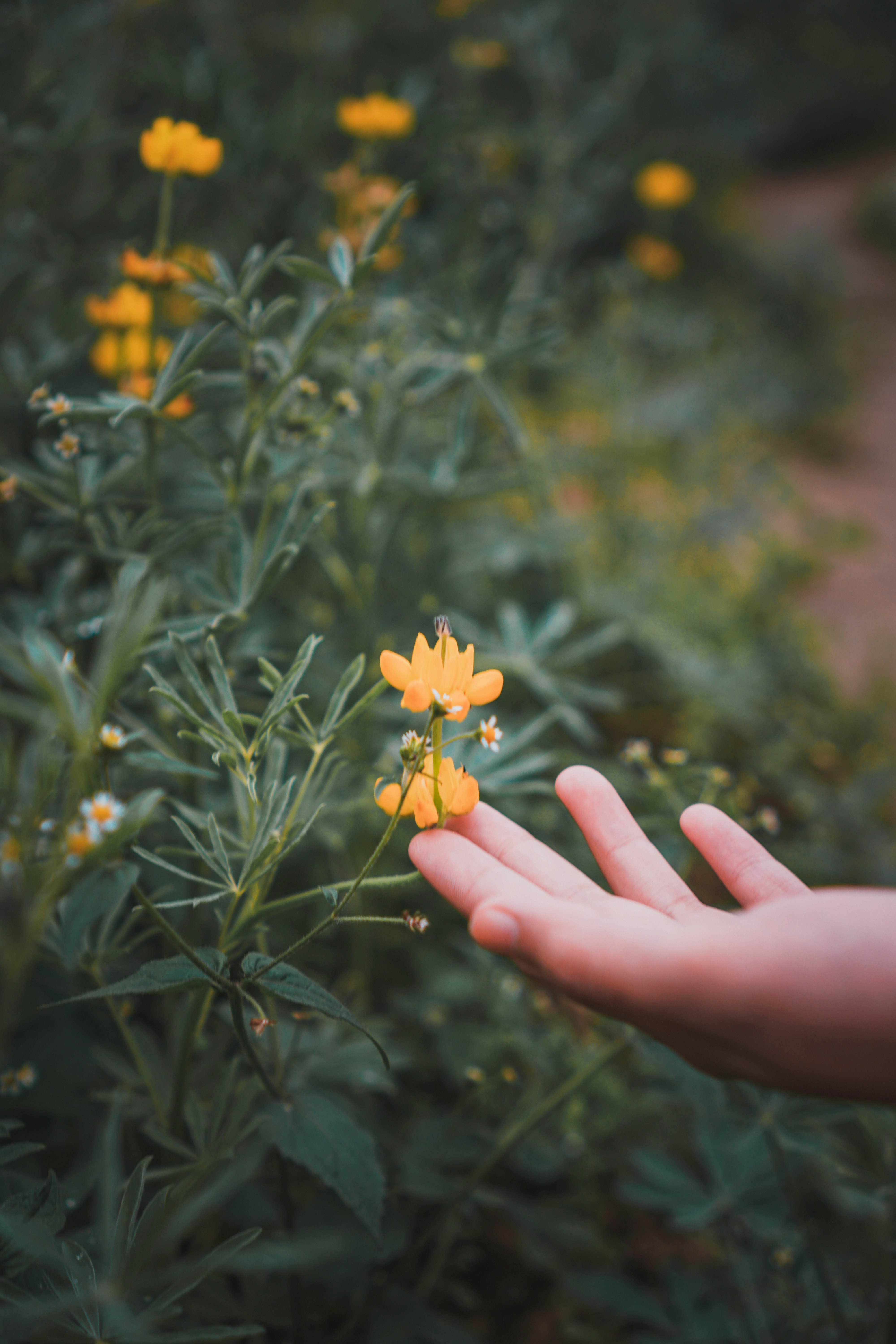 yellow flower in persons hand