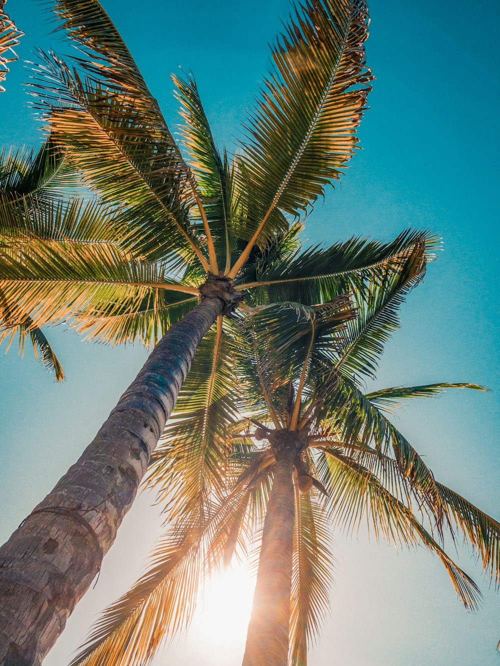 낮 동안 푸른 하늘 아래 코코넛 나무