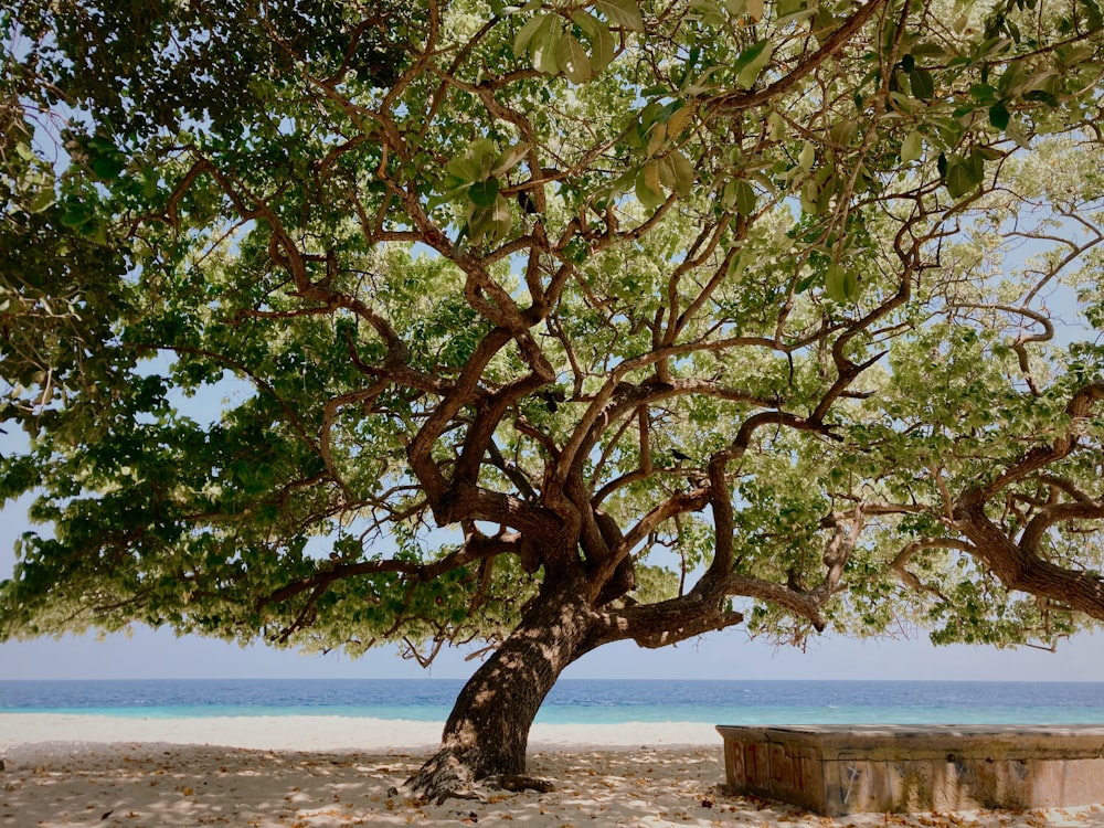 green tree near body of water during daytime