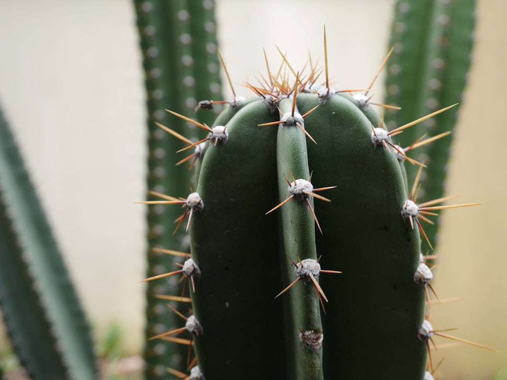 green cactus in close up photography