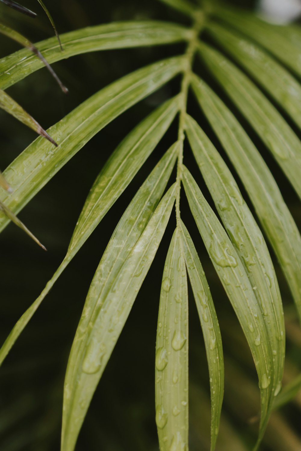 water droplets on green plant