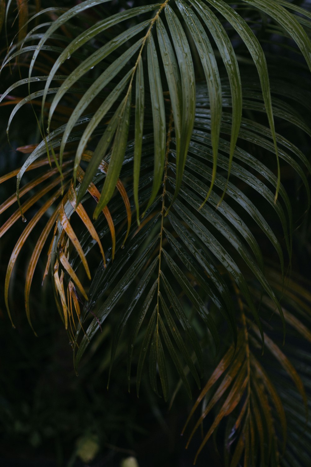 green and brown leaf plant