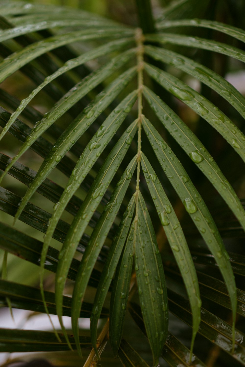 planta de hoja verde en fotografía de primer plano