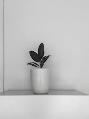 A serene study space with green plants and minimalistic decor reflecting a calm learning environment.