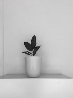 Calm green plants arranged on a minimalist shelf in a sunlit room