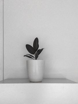 A minimalistic interior space featuring a single potted plant with dark green leaves. The pot is placed on a plain white shelf against a light-colored wall, creating a simple and serene atmosphere.