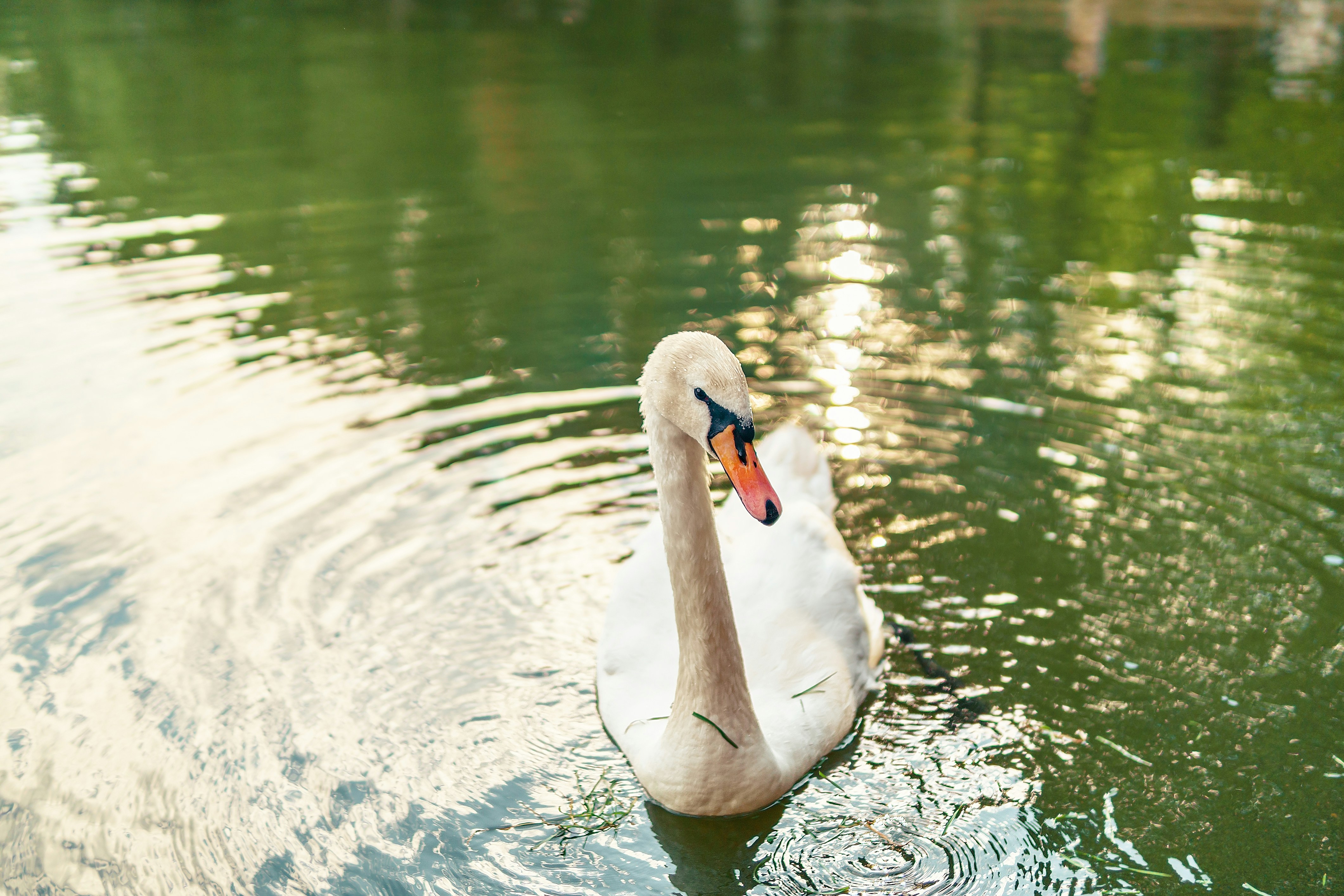 white swan on water during daytime