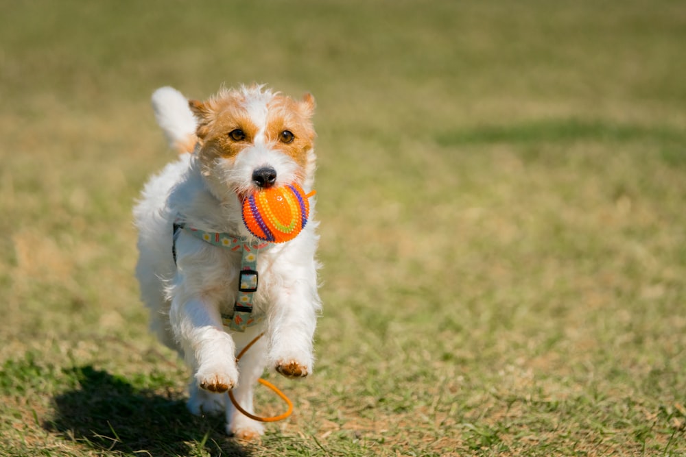 white and brown short coated small dog on green grass field