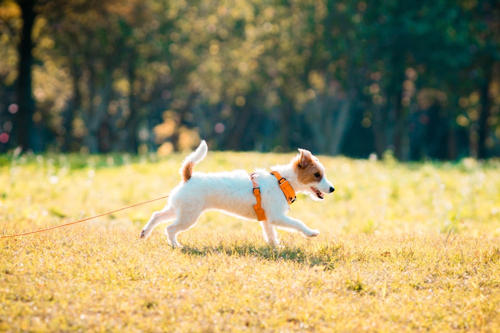 Perro de pelaje corto blanco y marrón corriendo en un campo de hierba verde durante el día