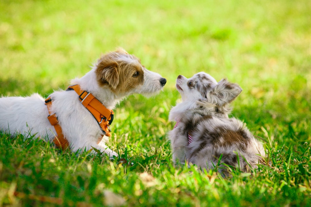 white and brown short coated small dog on green grass during daytime