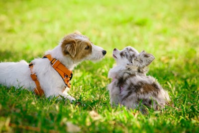 A small puppy exploring grass on a sunny day during a socialization walk