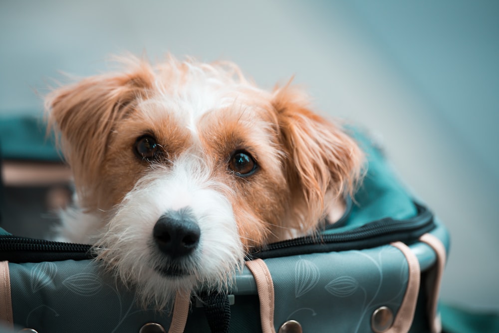 white and brown long coated dog on black leather car seat