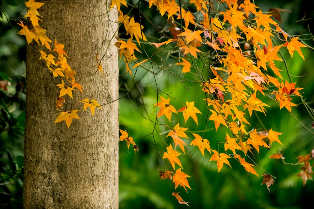 yellow and brown maple leaves on tree trunk