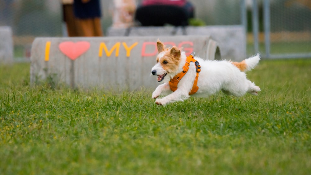 white and brown short coated dog running on green grass field during daytime