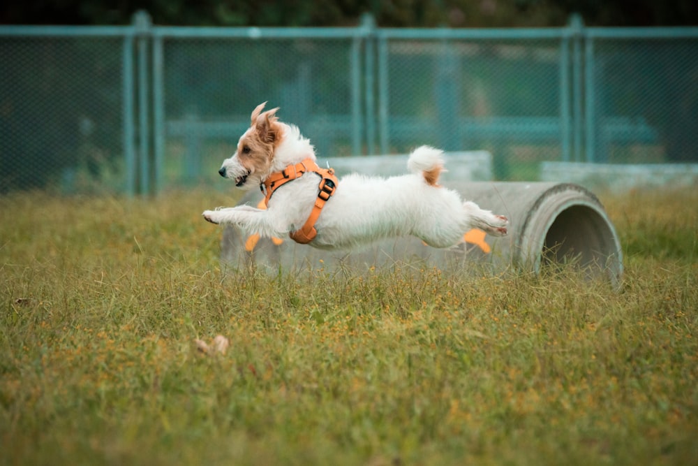 昼間の緑の芝生の上の白いロングコートの小型犬