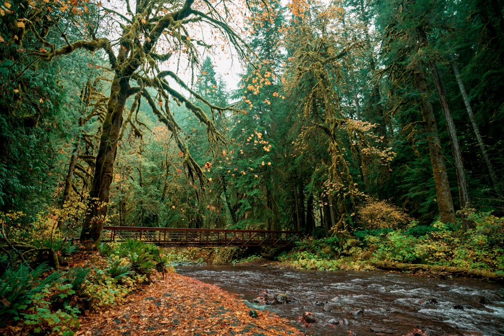 brown wooden bridge in the woods