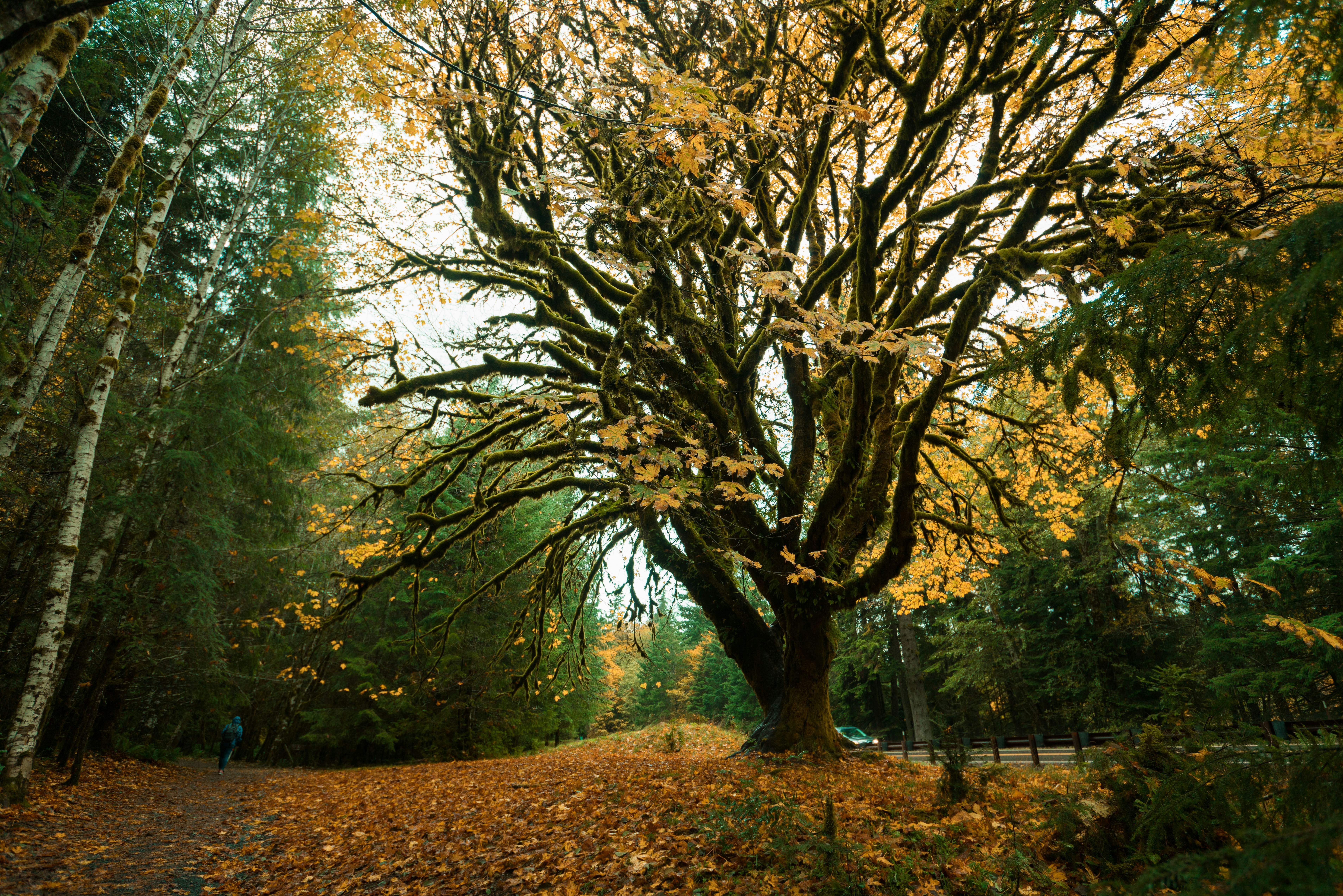 Photo by davidkingnfs