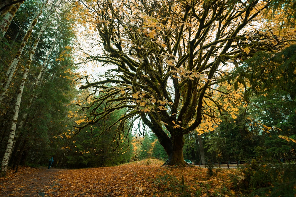 brown and green trees during daytime