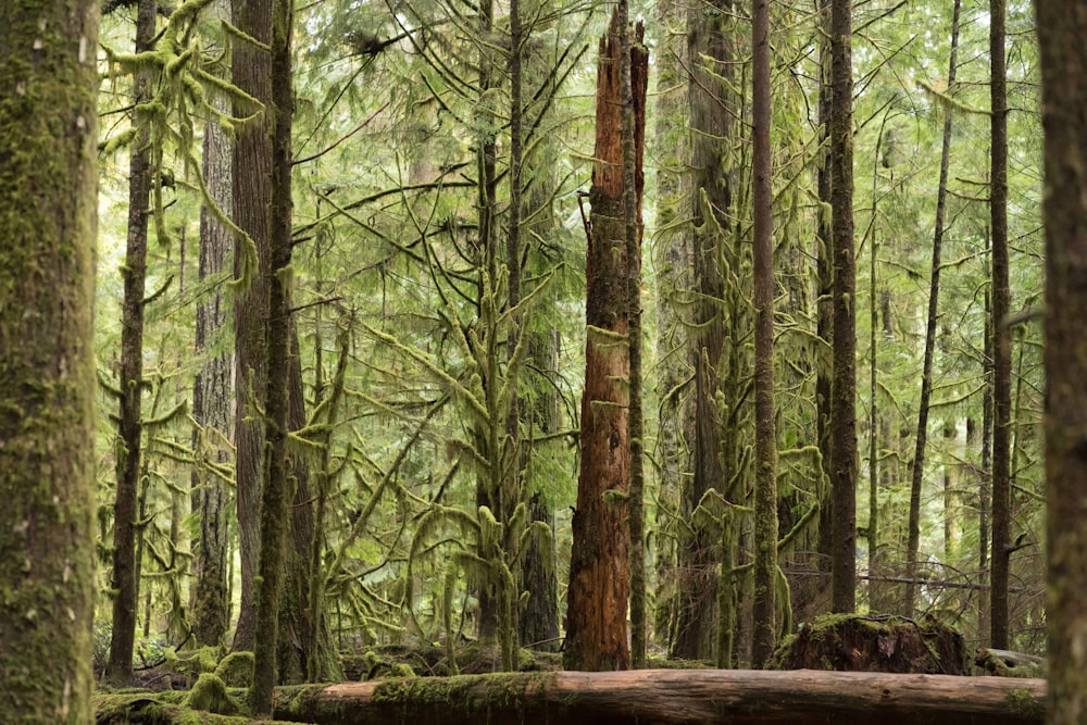 green and brown trees during daytime