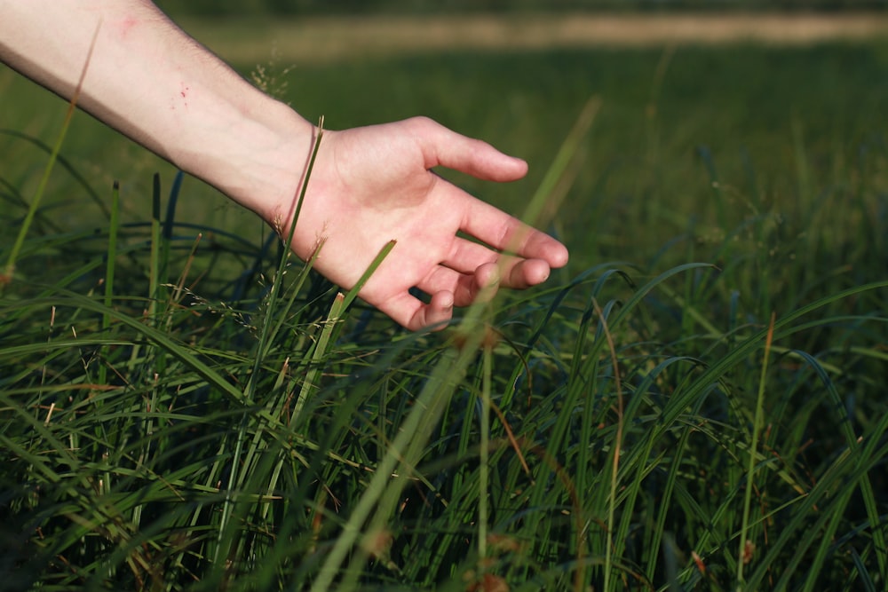 persons left hand on green grass