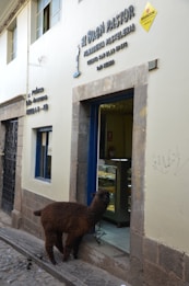A brown alpaca stands on a cobblestone street, peering into a bakery shop. The shop, named 'El Buen Pastor', has its name and details written on the wall beside the door. The bakery's display case is visible through the open door, filled with pastries.