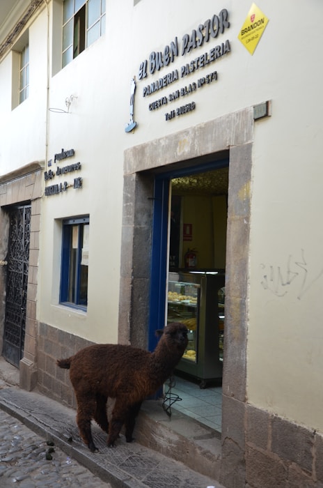 A brown alpaca stands on a cobblestone street, peering into a bakery shop. The shop, named 'El Buen Pastor', has its name and details written on the wall beside the door. The bakery's display case is visible through the open door, filled with pastries.