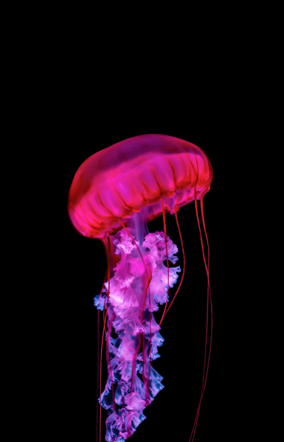 blue jellyfish in blue water